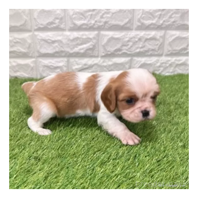 販売中の愛知県のキャバリアキングチャールズスパニエル-439926の5枚目