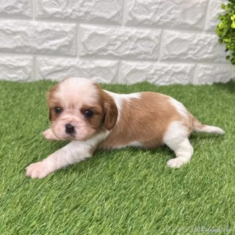 販売中の愛知県のキャバリアキングチャールズスパニエル-439926の4枚目