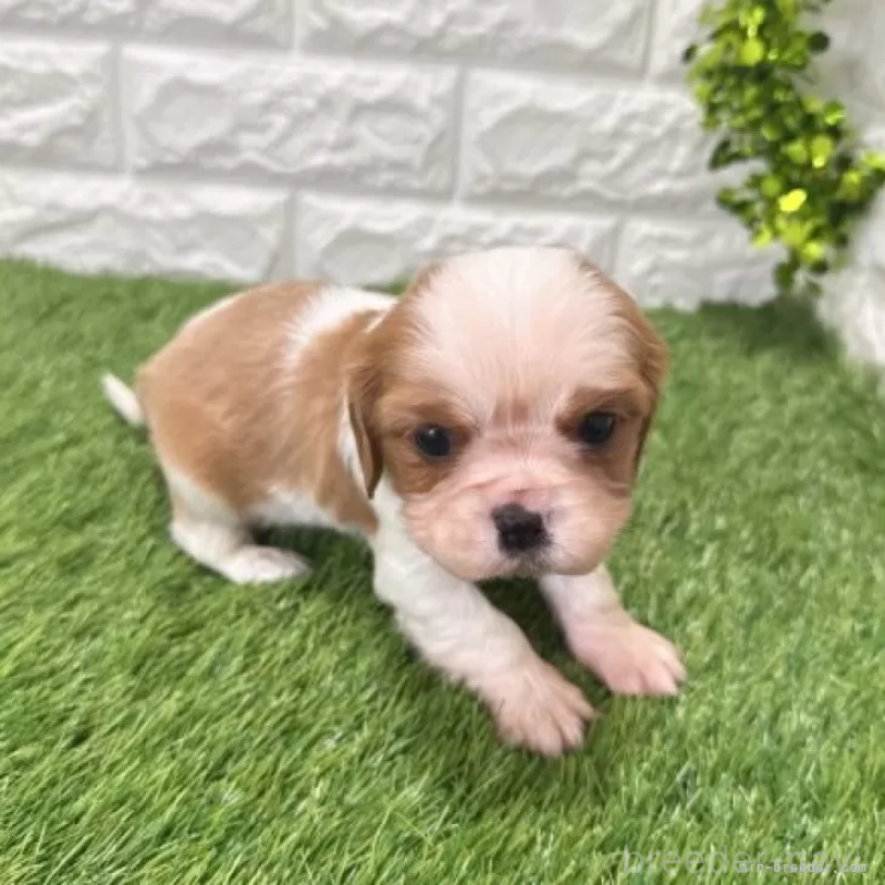 販売中の愛知県のキャバリアキングチャールズスパニエル-439926の3枚目