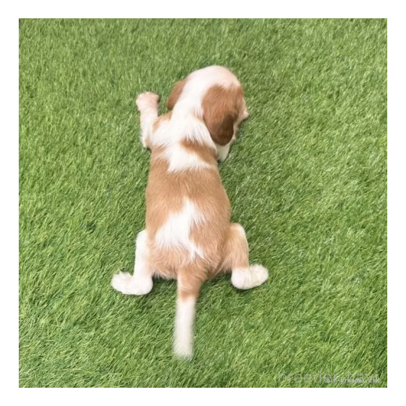 販売中の愛知県のキャバリアキングチャールズスパニエル-439926の2枚目