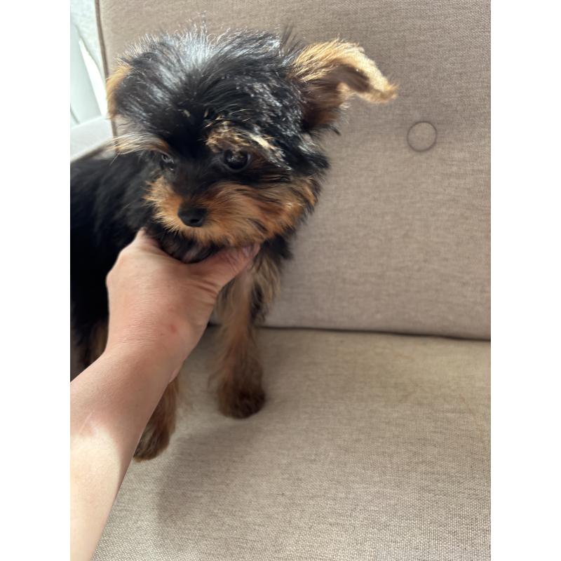販売中の福岡県のヨークシャーテリア-433998の3枚目