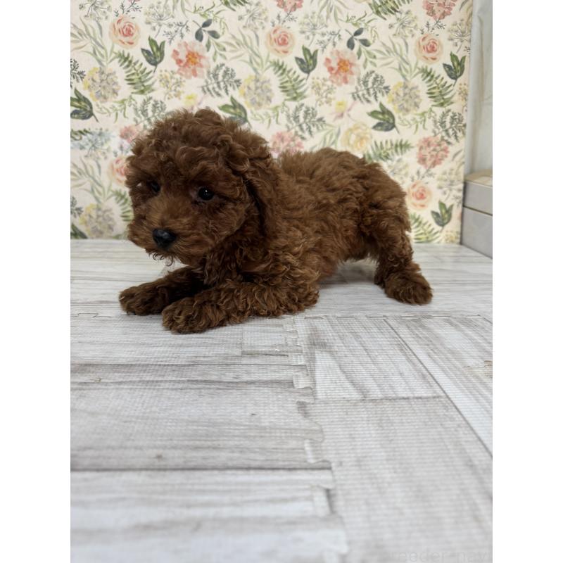 成約済の神奈川県のトイプードル-419602の3枚目