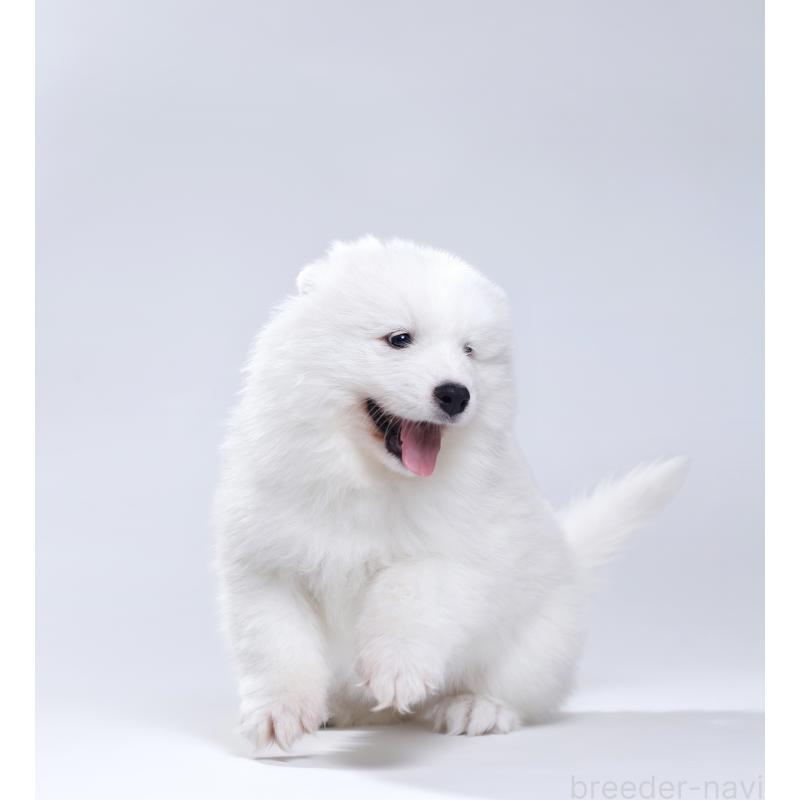 販売中の北海道のサモエド-439930の6枚目