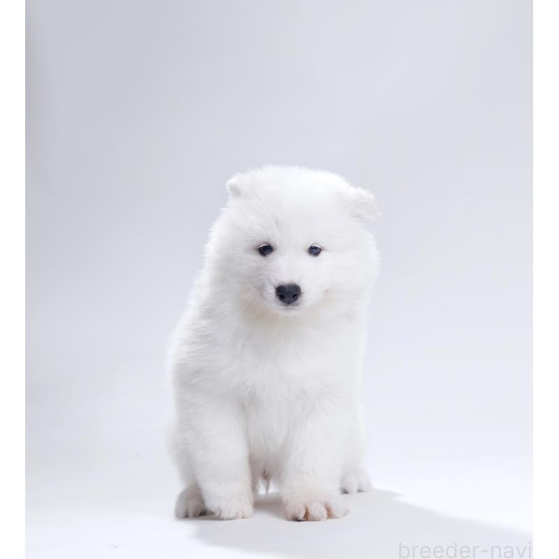 販売中の北海道のサモエド-439930の5枚目