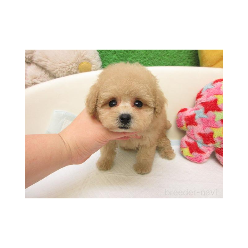 販売中の大阪府のトイプードル-439928の1枚目