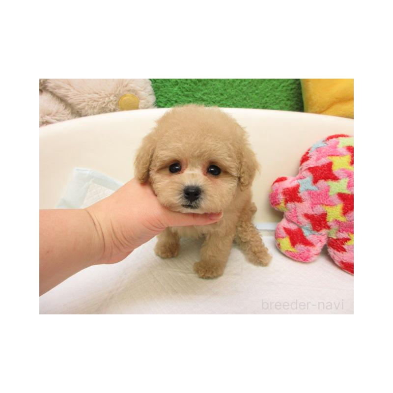 販売中の大阪府のトイプードル-439928の2枚目