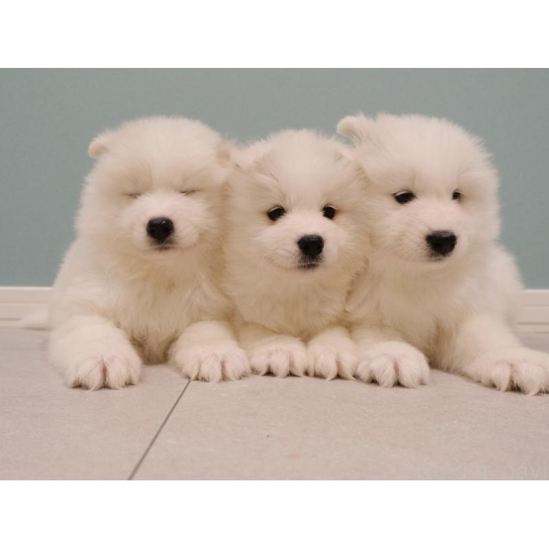 販売中の北海道のサモエド-439930の2枚目