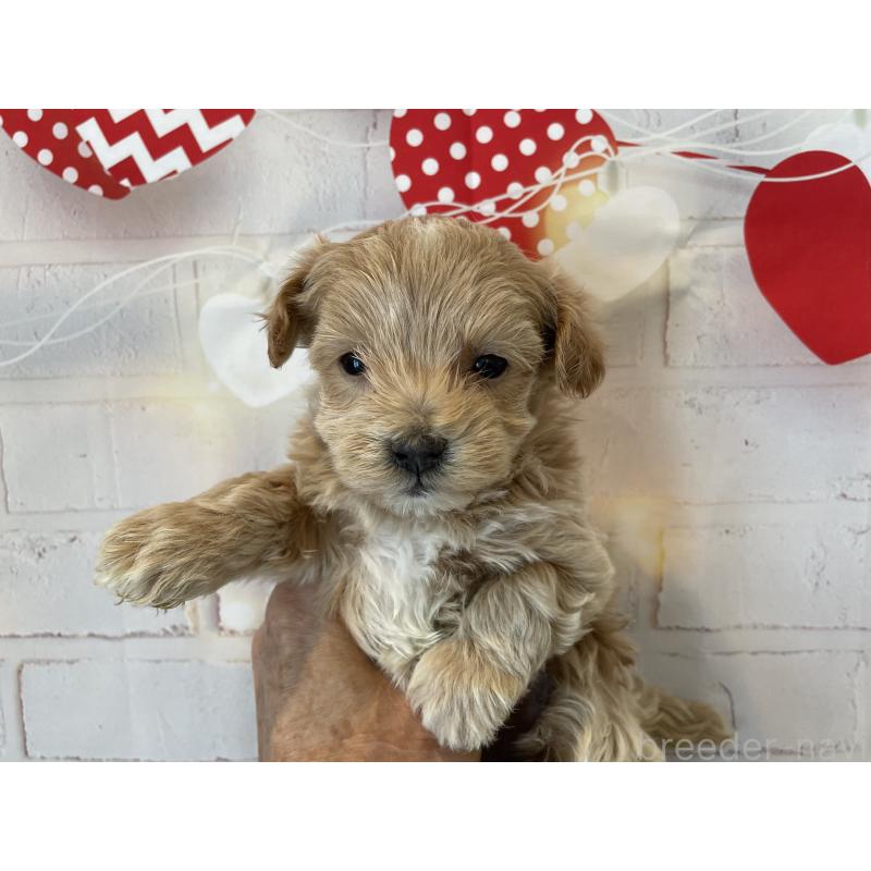 販売中の北海道のミックス犬-439929の5枚目