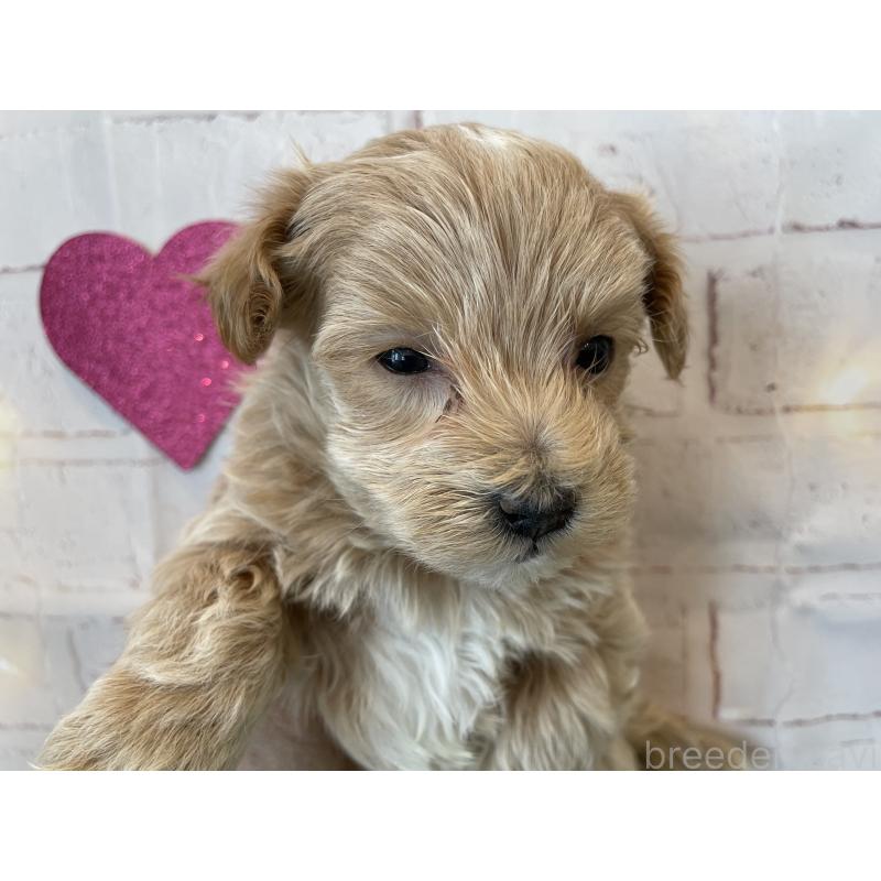 販売中の北海道のミックス犬-439929の3枚目