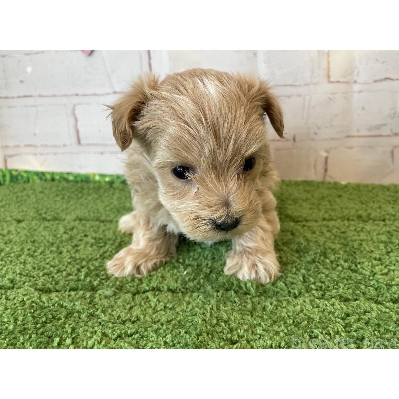 販売中の北海道のミックス犬-439929の2枚目