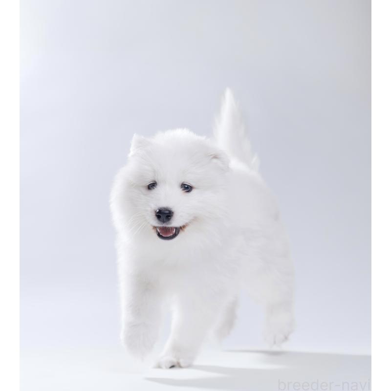 販売中の北海道のサモエド-439932の5枚目