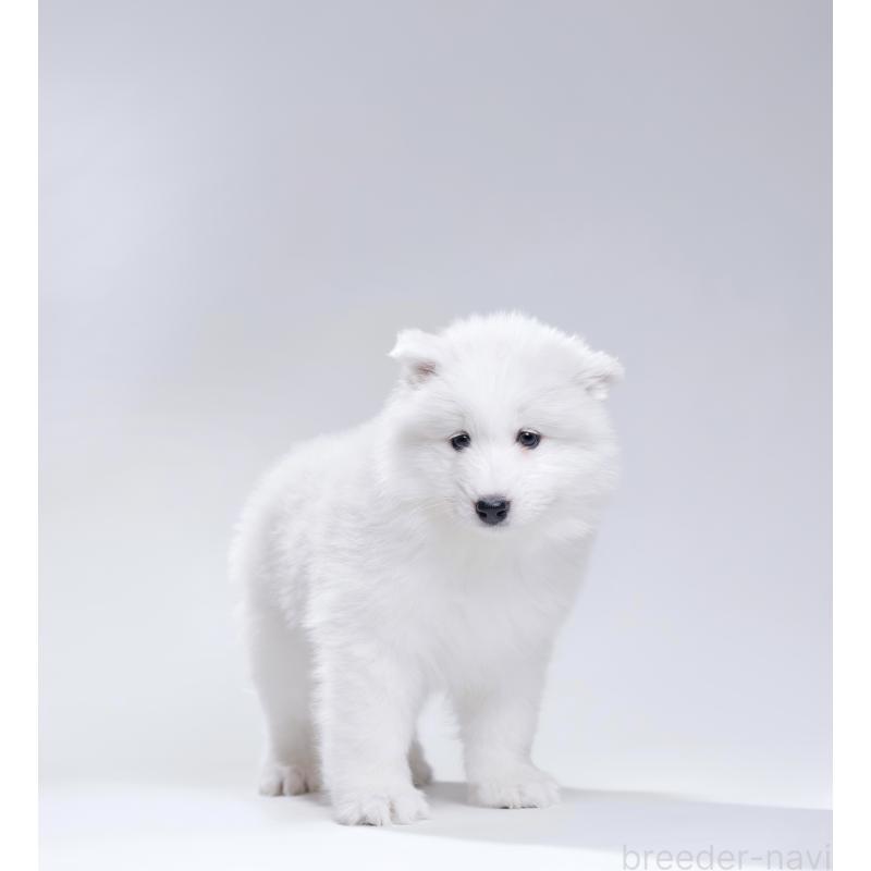 販売中の北海道のサモエド-439932の4枚目