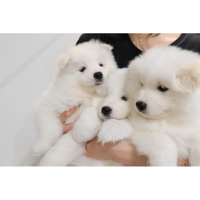 販売中の北海道のサモエド-439932の2枚目