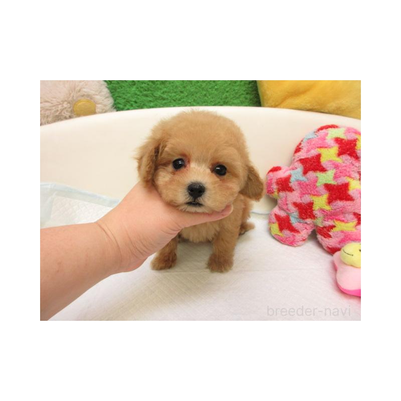 販売中の大阪府のトイプードル-439931