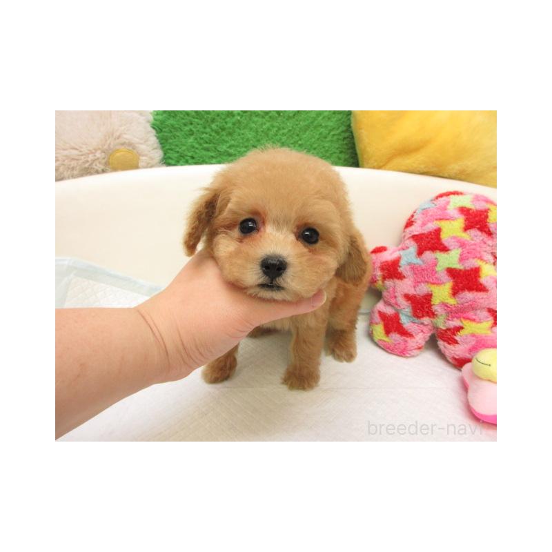 販売中の大阪府のトイプードル-439931の2枚目