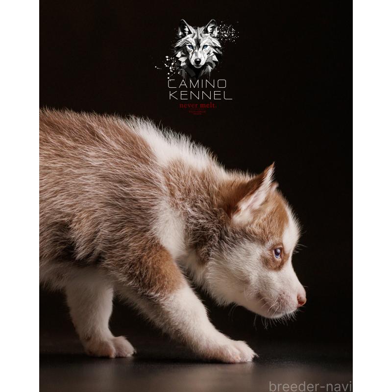 成約済の北海道のシベリアンハスキー-439933の5枚目