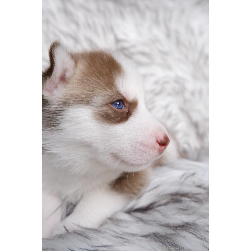 成約済の北海道のシベリアンハスキー-439933の4枚目