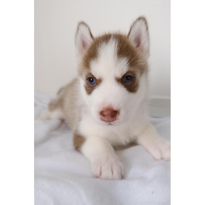 成約済の北海道のシベリアンハスキー-439933の3枚目