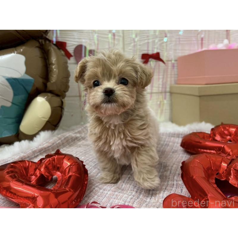 販売中の北海道のミックス犬-434141の9枚目