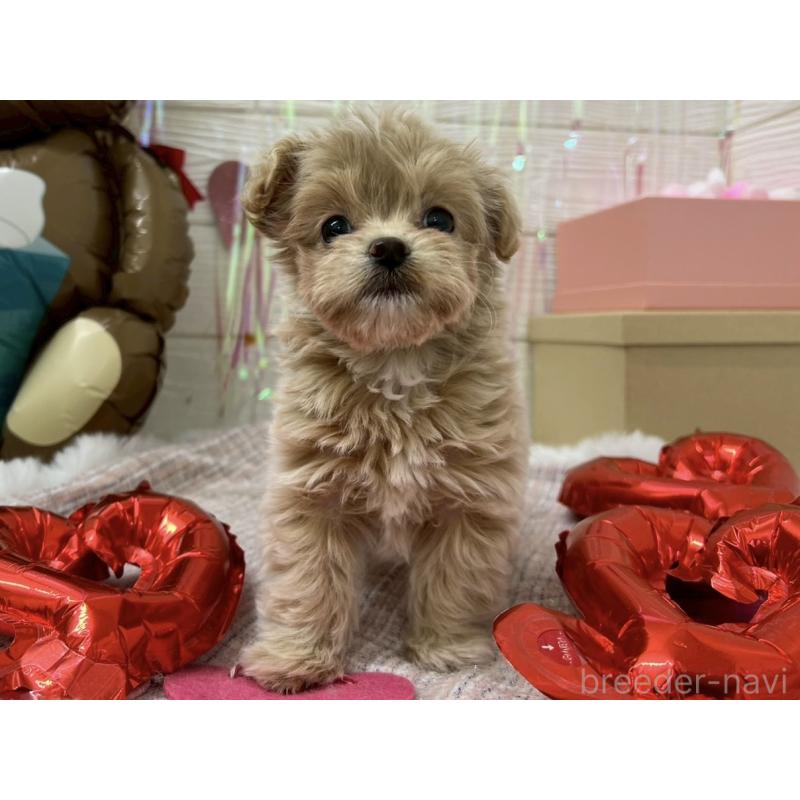 販売中の北海道のミックス犬-434141の8枚目