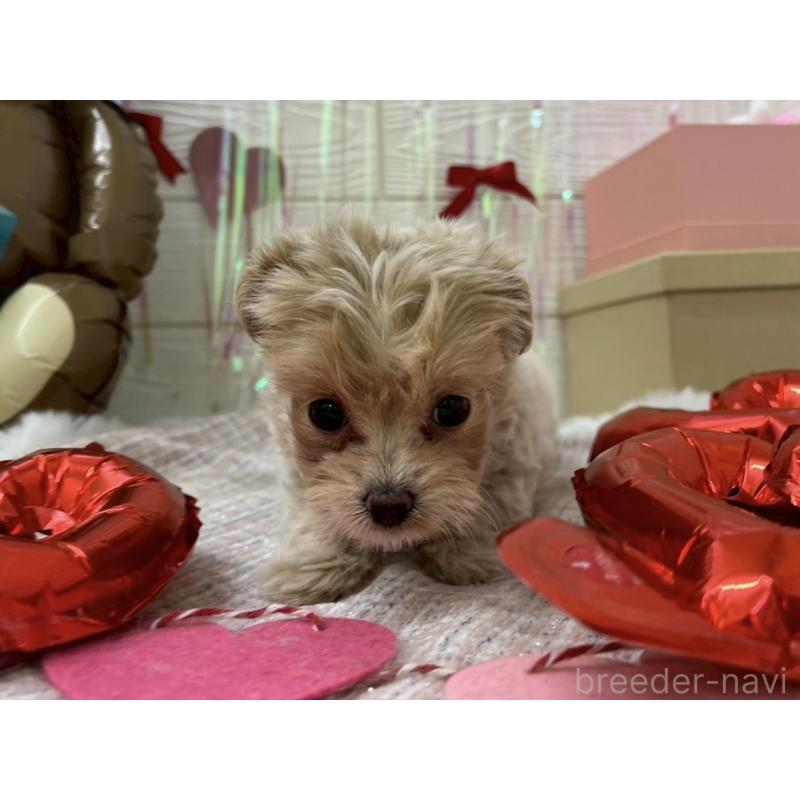 販売中の北海道のミックス犬-434141の7枚目