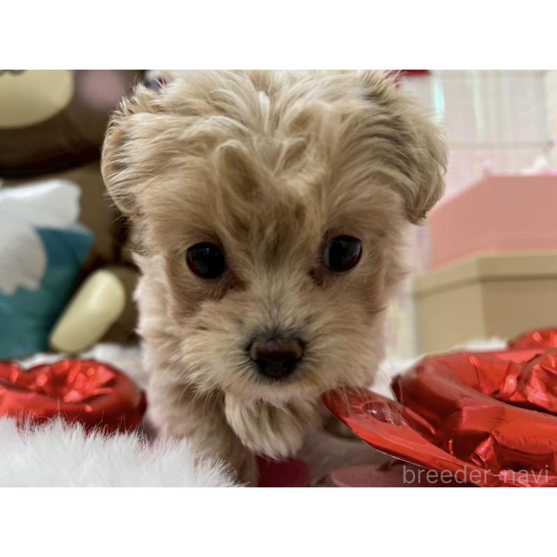 販売中の北海道のミックス犬-434141の6枚目