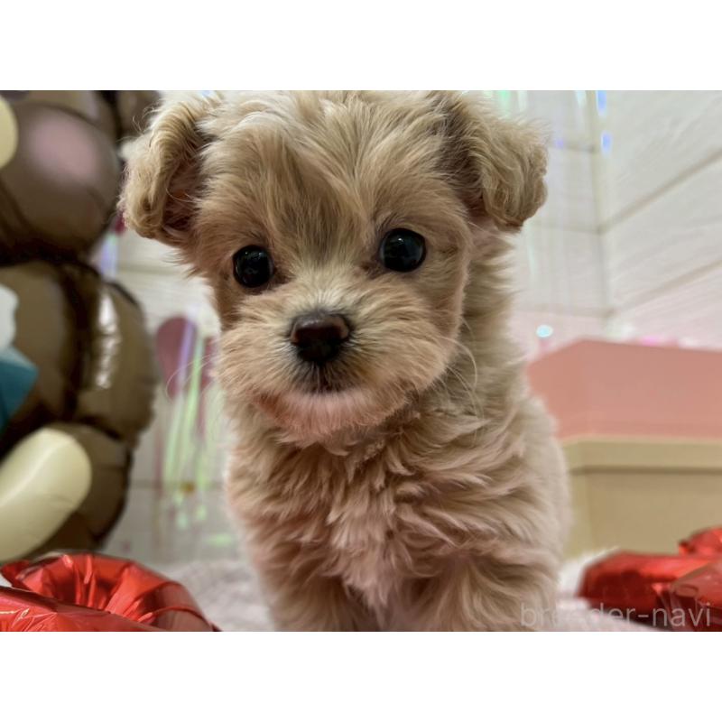 販売中の北海道のミックス犬-434141の4枚目