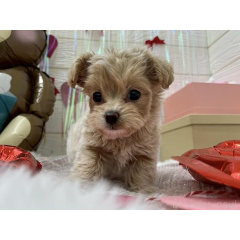 販売中の北海道のミックス犬-434141の3枚目