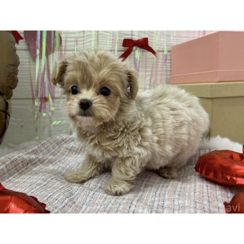 販売中の北海道のミックス犬-434141の2枚目