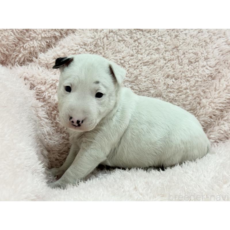 商談中の三重県のミニチュアブルテリア-439936の6枚目