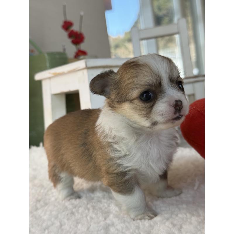 販売中の宮崎県のチワワ(ロングコート)-437237の5枚目