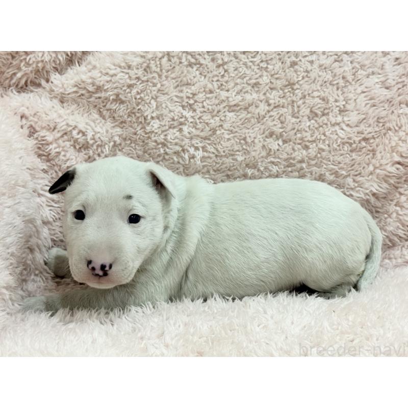 商談中の三重県のミニチュアブルテリア-439936の5枚目