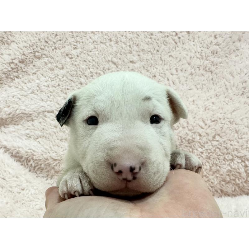 商談中の三重県のミニチュアブルテリア-439936の4枚目