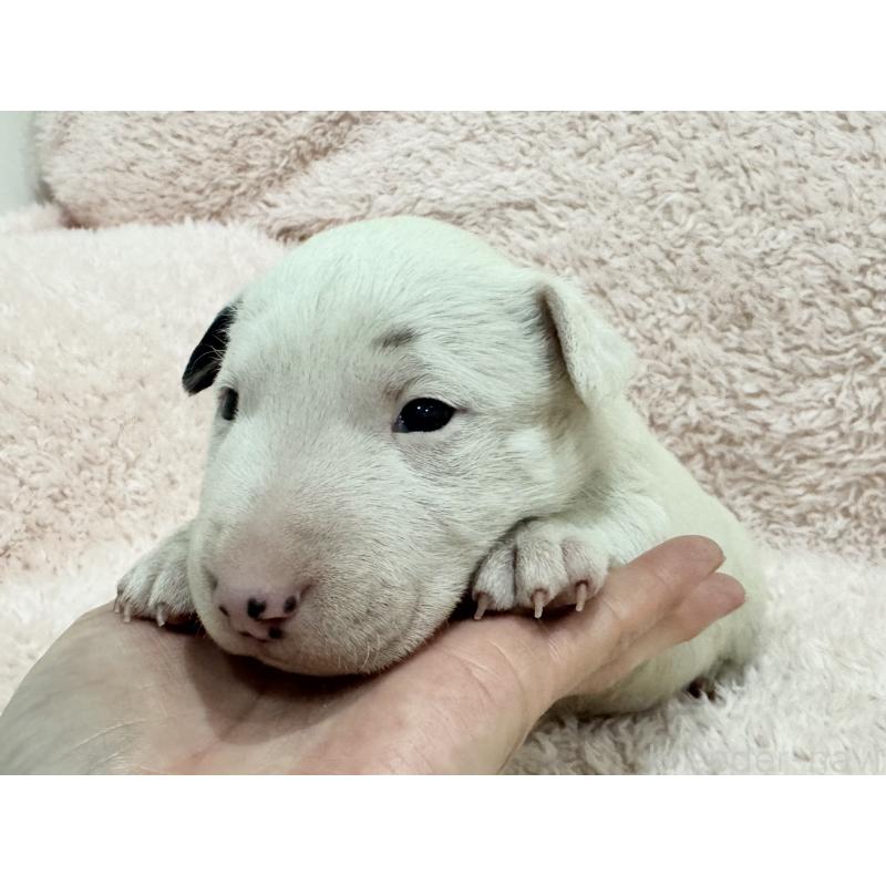 商談中の三重県のミニチュアブルテリア-439936の3枚目