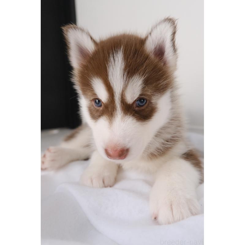 成約済の北海道のシベリアンハスキー-439934の4枚目