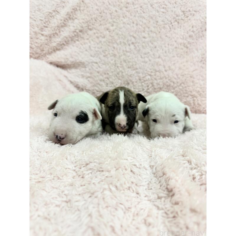 商談中の三重県のミニチュアブルテリア-439936の2枚目