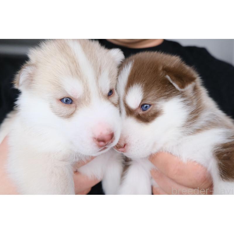 成約済の北海道のシベリアンハスキー-439934の3枚目