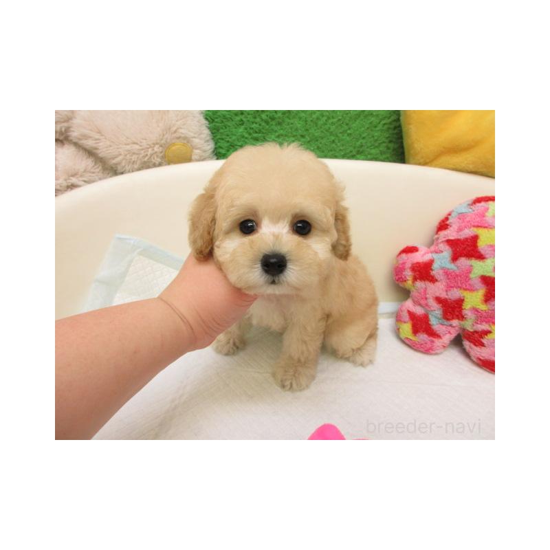 販売中の大阪府のトイプードル-439935