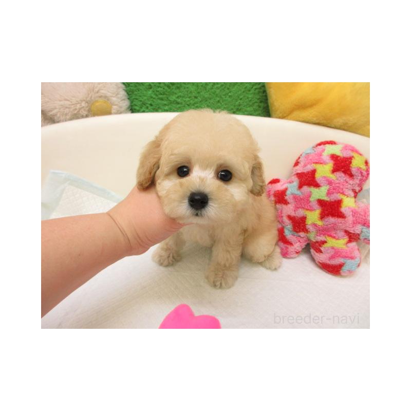 販売中の大阪府のトイプードル-439935の2枚目