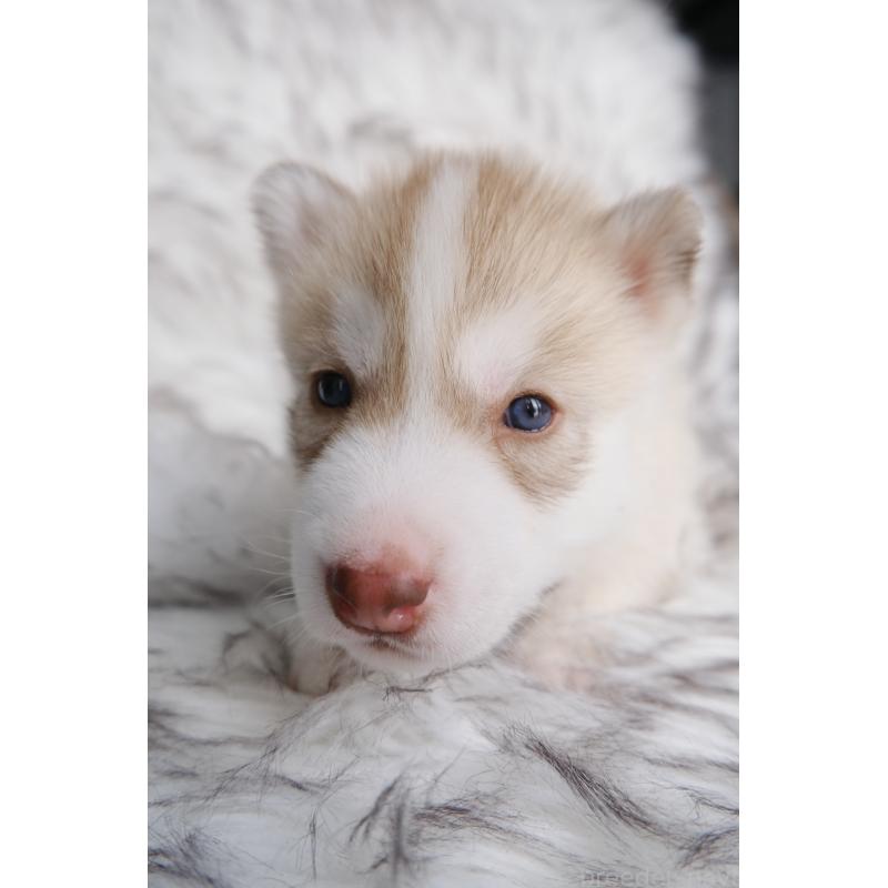 成約済の北海道のシベリアンハスキー-439937の3枚目