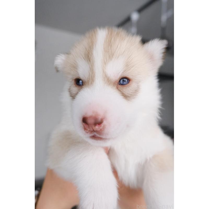 成約済の北海道のシベリアンハスキー-439937の2枚目