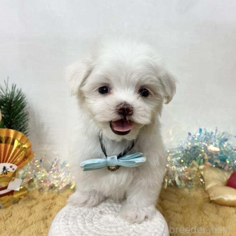 販売中の岐阜県のマルチーズ-439938