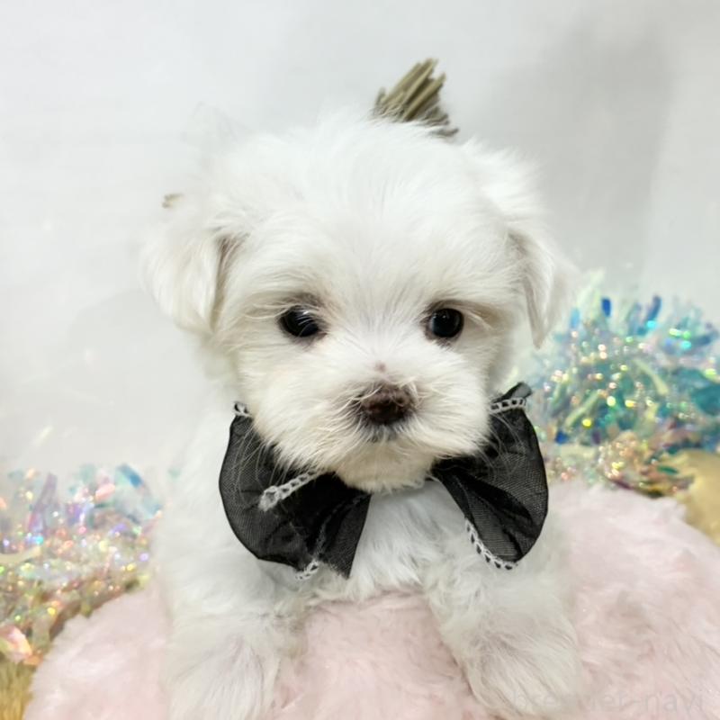 販売中の岐阜県のマルチーズ-439941