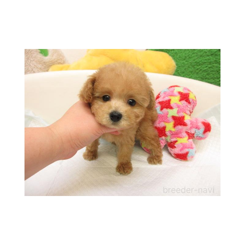 販売中の大阪府のトイプードル-439940