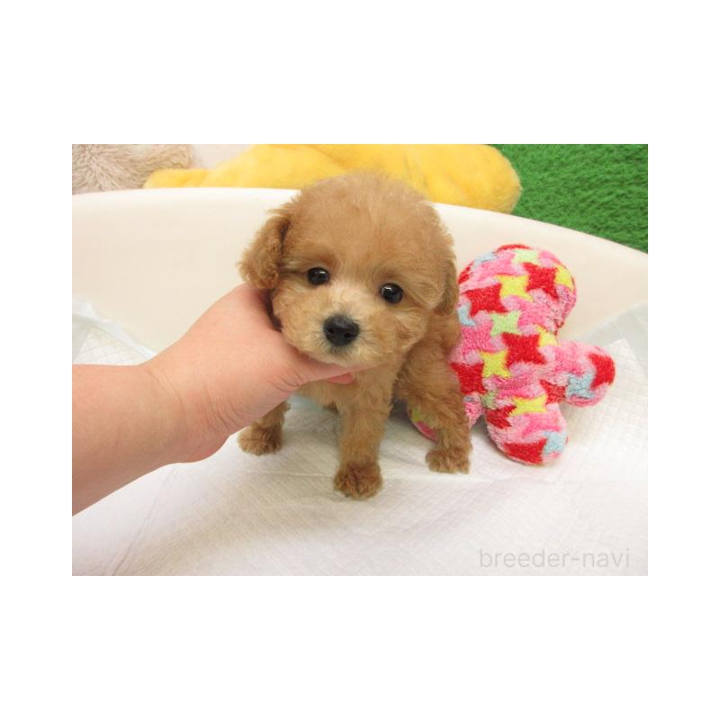 販売中の大阪府のトイプードル-439940の2枚目