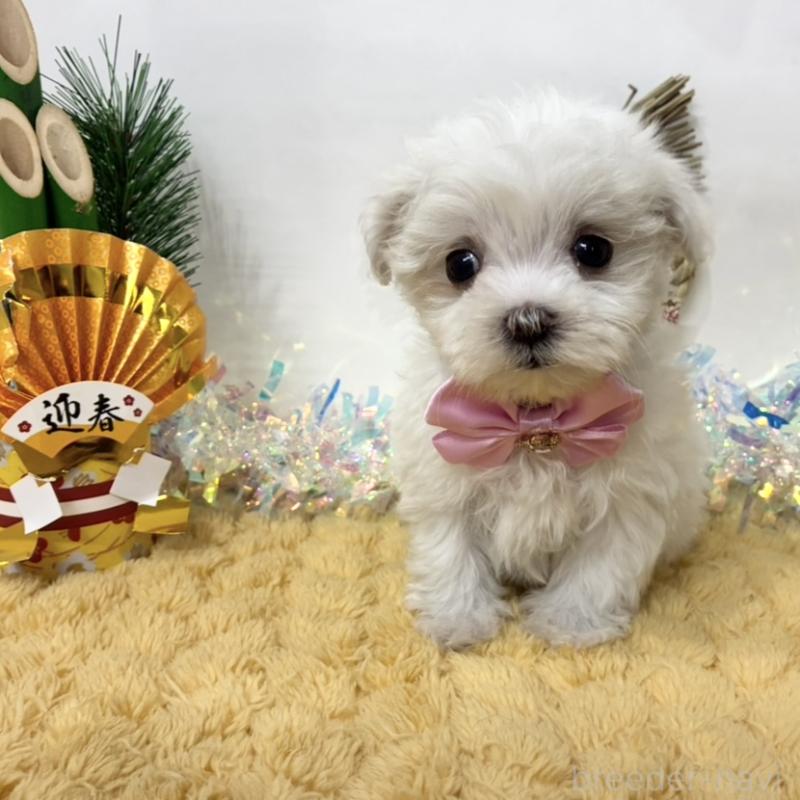 販売中の岐阜県のマルチーズ-439942の1枚目