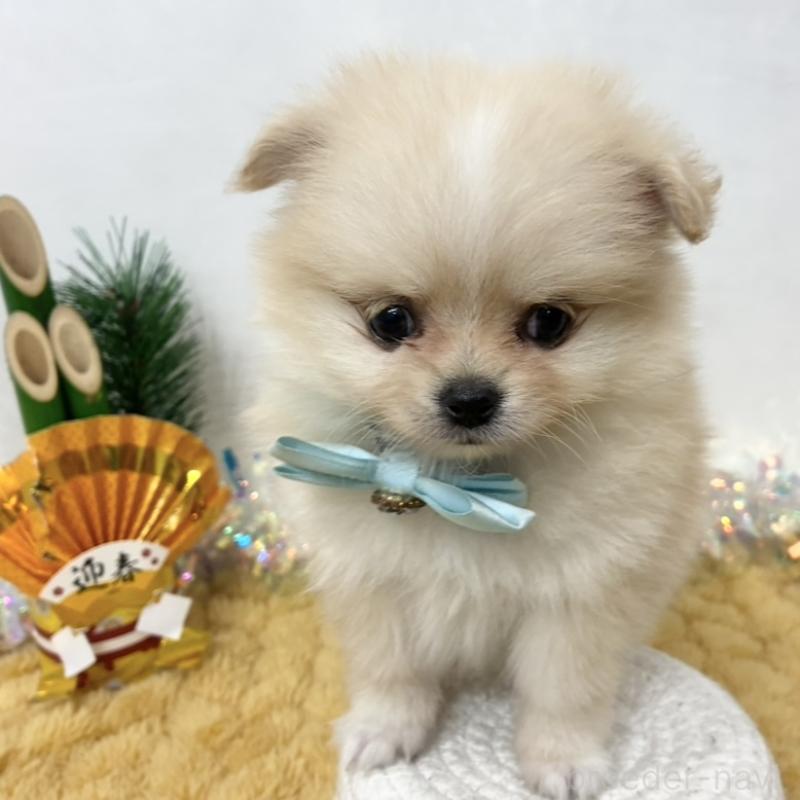 販売中の岐阜県のポメチワ:ポメラニアン×チワワ-439943の1枚目