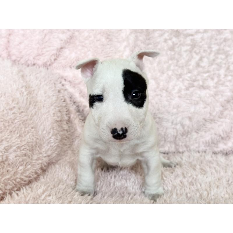 販売中の三重県のミニチュアブルテリア-439944の6枚目