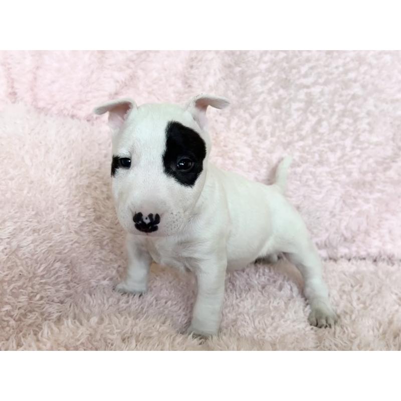 販売中の三重県のミニチュアブルテリア-439944の5枚目