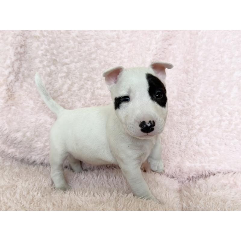 販売中の三重県のミニチュアブルテリア-439944の4枚目